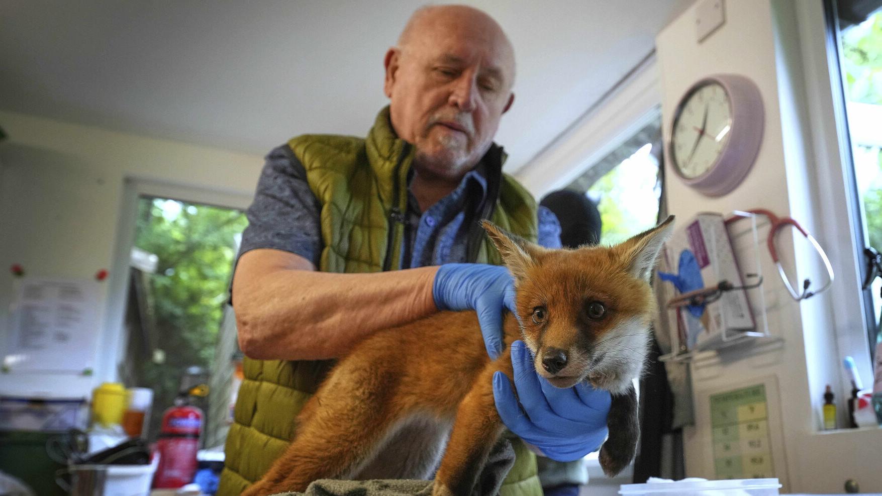 When a fox says 'help' in London, there's often an ambulance on its way